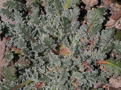 Glyptopleura marginata