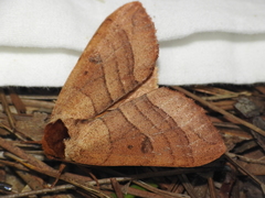 Datana major