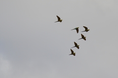 Orthopsittaca manilatus