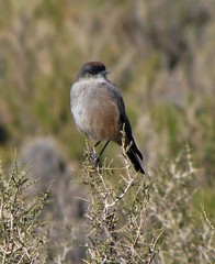 Muscisaxicola capistratus