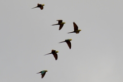 Orthopsittaca manilatus