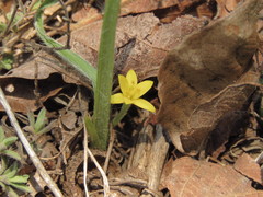 Hypoxis mexicana