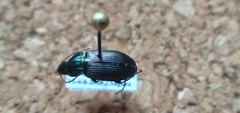 Poecilus lucublandus