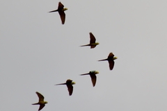 Orthopsittaca manilatus