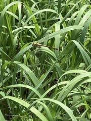 Ophiogomphus rupinsulensis