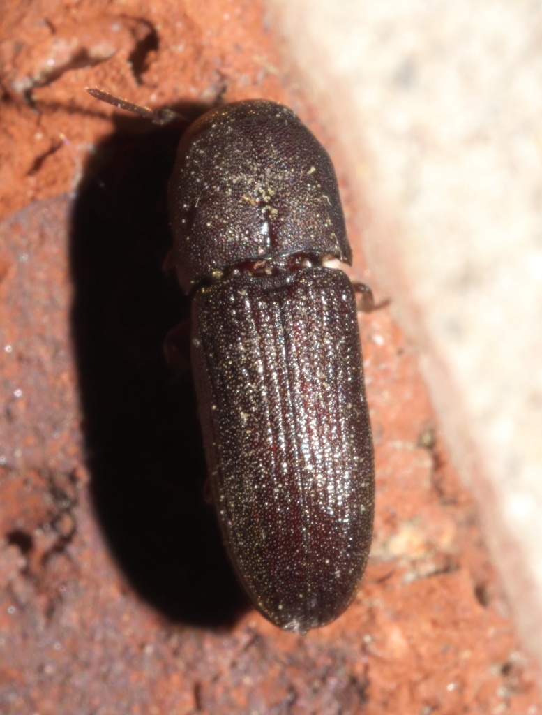 Stethon pectorosus