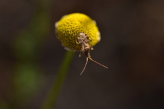 Centrocoris spiniger