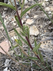 Castilleja flava flava