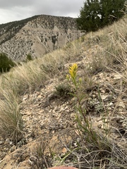 Castilleja flava flava