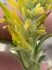 Castilleja flava flava