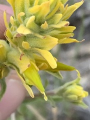 Castilleja flava flava