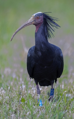 Ibis chauve