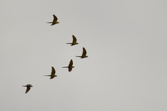 Orthopsittaca manilatus