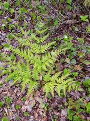 Pteridium aquilinum image