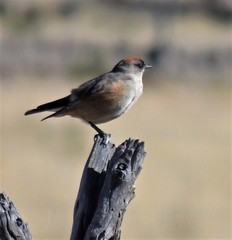 Muscisaxicola capistratus