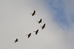 Orthopsittaca manilatus