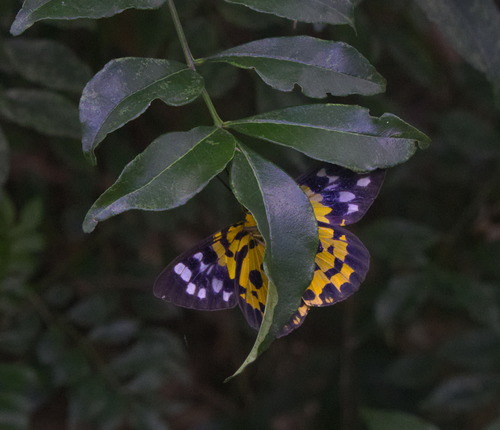 Photo of False Tiger Moth (Dysphania militaris)