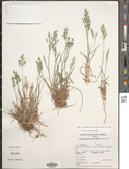 Poa pratensis irrigata