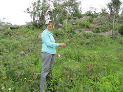 Chlorophytum krookianum