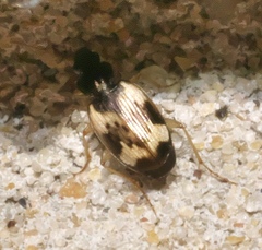 Tetragonoderus fasciatus