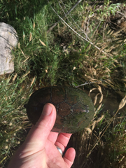 Kinosternon hirtipes murrayi