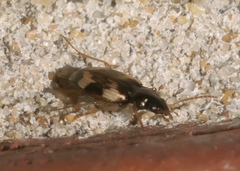 Tetragonoderus fasciatus