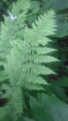 Athyrium filix-femina