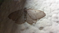 Triphosa sabaudiata