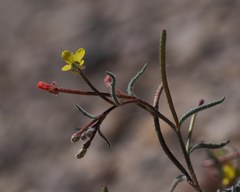 Camissonia pusilla