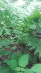 Athyrium filix-femina