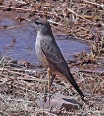 Muscisaxicola capistratus