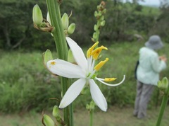 Chlorophytum krookianum