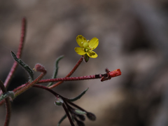 Camissonia pusilla
