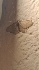 Triphosa sabaudiata