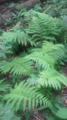 Athyrium filix-femina