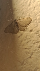 Triphosa sabaudiata