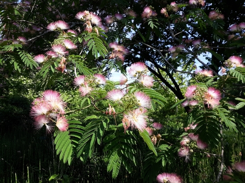 Albizia julibrissin iNat (1)