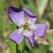 Arrowleaf Violet - Photo (c) Chantel, some rights reserved (CC BY-NC), uploaded by Chantel