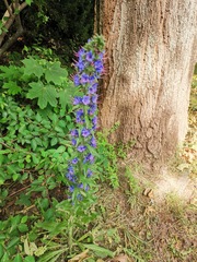 Echium vulgare