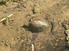 Kinosternon hirtipes murrayi