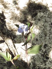 Commelina texcocana