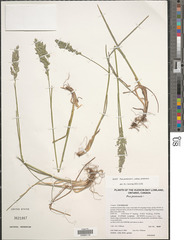 Poa pratensis pratensis