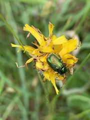 Chrysolina graminis