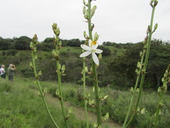 Chlorophytum krookianum