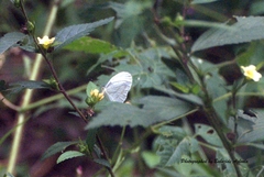 Leptosia