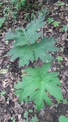 Hydrastis canadensis