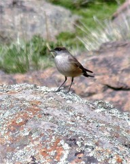 Muscisaxicola capistratus