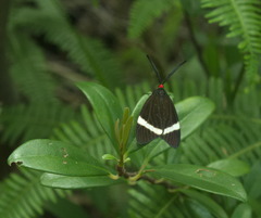 Pidorus