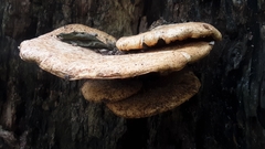 Cerioporus squamosus