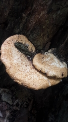 Cerioporus squamosus